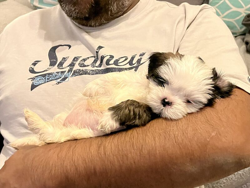 Beautiful fluffy Shih Tzu puppies for sale in Slough, Berkshire - Image 1