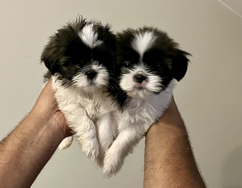 Beautiful fluffy Shih Tzu puppies for sale in Slough, Berkshire - Image 3