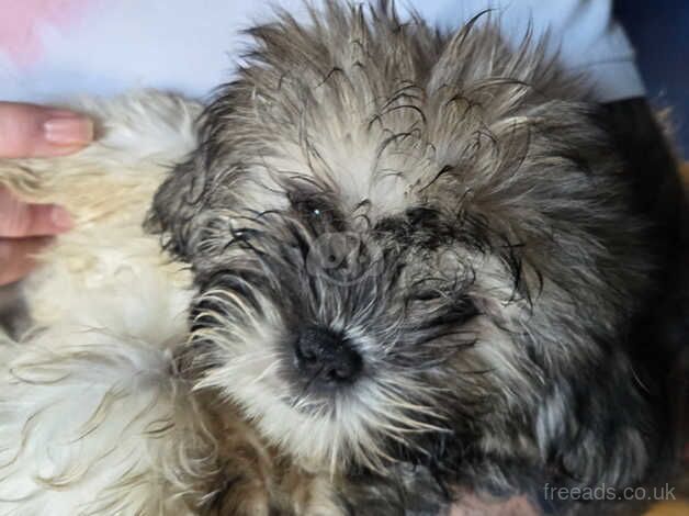 Beautiful Full Shih Tsu Puppy now available for sale in Bishop Auckland, County Durham - Image 3