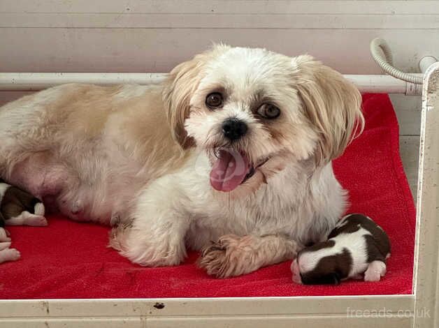 Beautiful litter of Shih Tzu puppies for sale in Carmarthen/Caerfyrddin, Carmarthenshire