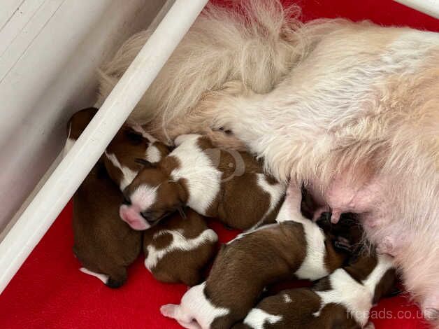 Beautiful litter of Shih Tzu puppies for sale in Carmarthen/Caerfyrddin, Carmarthenshire - Image 2