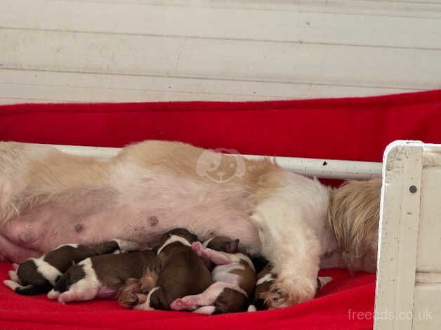 Beautiful litter of Shih Tzu puppies for sale in Carmarthen/Caerfyrddin, Carmarthenshire - Image 3