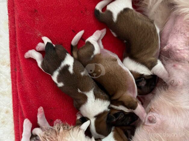 Beautiful litter of Shih Tzu puppies for sale in Carmarthen/Caerfyrddin, Carmarthenshire - Image 5