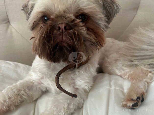 Beautiful male happy and healthy shihtzu 2 years old looking for a new home. for sale in Leeds, West Yorkshire