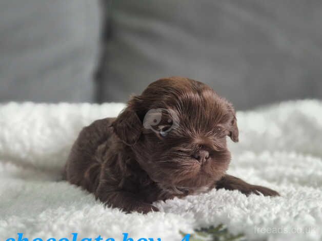 Beautiful pedigree imperial shih tzu puppies for sale in Milton Keynes, Buckinghamshire - Image 2