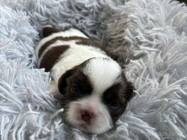 Beautiful shih tzu for sale in Portsmouth, Hampshire - Image 3