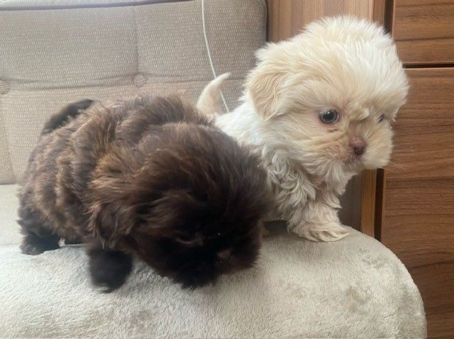 Beautiful Shih Tzu Puppies (2 Boys) for sale in Peterborough, Cambridgeshire - Image 1