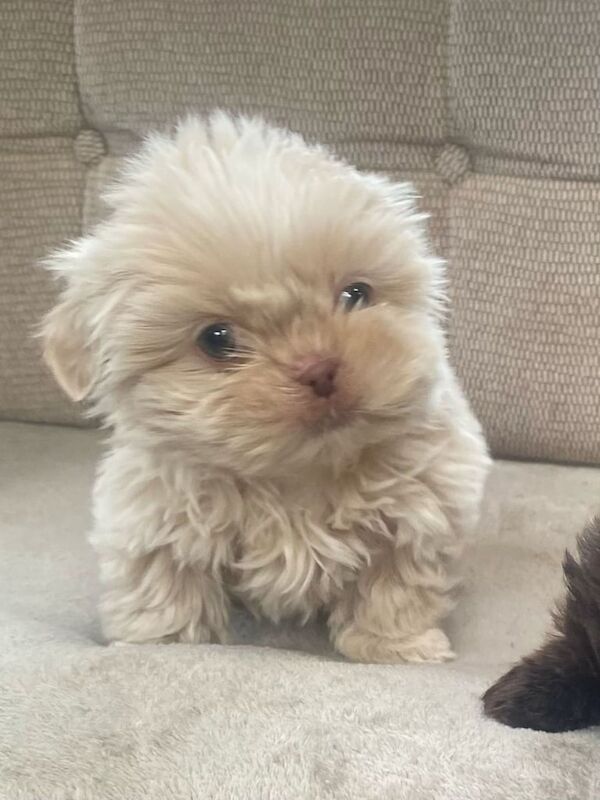 Beautiful Shih Tzu Puppies (2 Boys) for sale in Peterborough, Cambridgeshire - Image 3