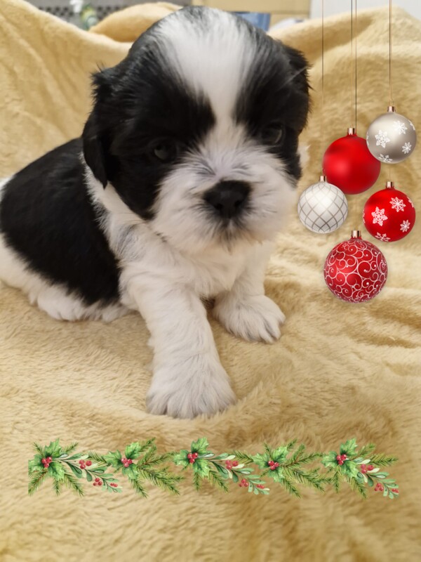 Beautiful shih tzu puppies for sale in Doncaster, South Yorkshire