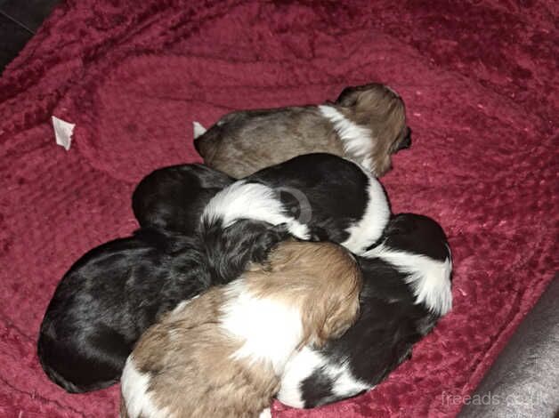 Beautiful shih Tzu puppies for sale in Barnsley, South Yorkshire