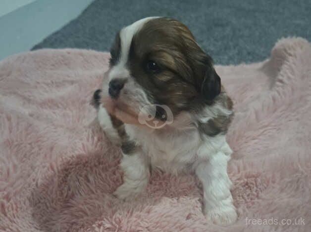 Beautiful shih Tzu puppies for sale in Barnsley, South Yorkshire - Image 2