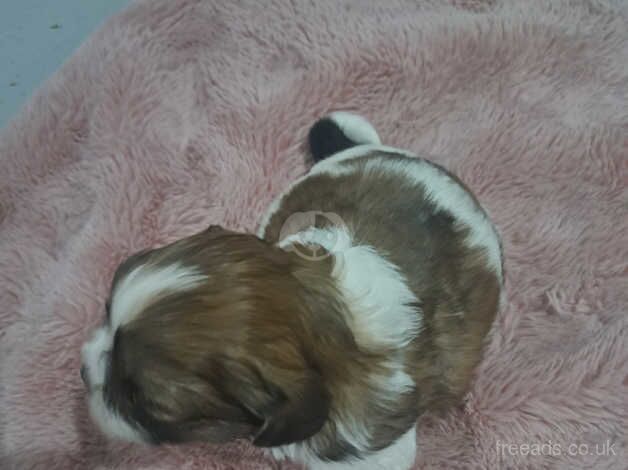 Beautiful shih Tzu puppies for sale in Barnsley, South Yorkshire - Image 3