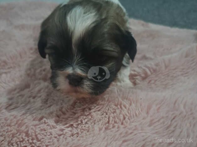 Beautiful shih Tzu puppies for sale in Barnsley, South Yorkshire - Image 4