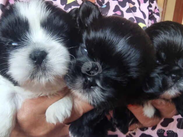 Beautiful Shih-Tzu Puppies for sale in Portsmouth, Hampshire