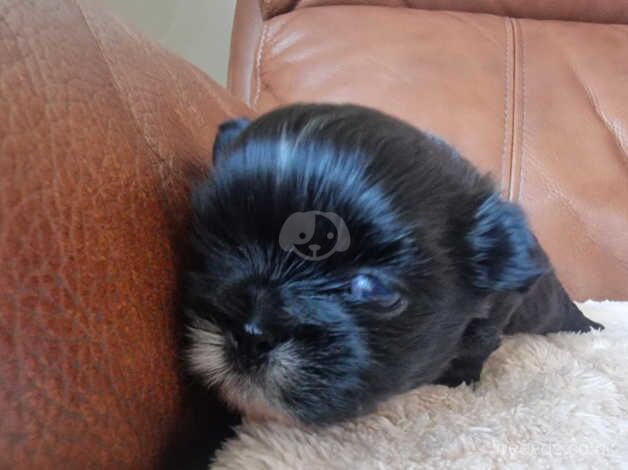 Beautiful Shih-Tzu Puppies for sale in Portsmouth, Hampshire - Image 2