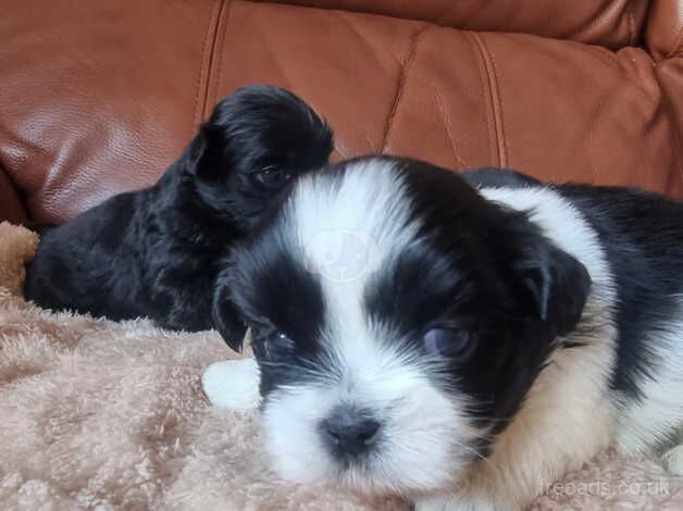 Beautiful Shih-Tzu Puppies for sale in Portsmouth, Hampshire - Image 3