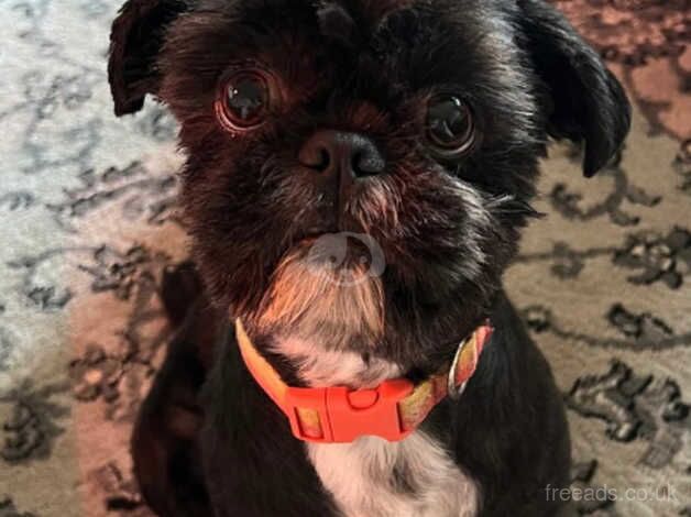 Beautiful Shih-Tzu Puppies for sale in Portsmouth, Hampshire - Image 5