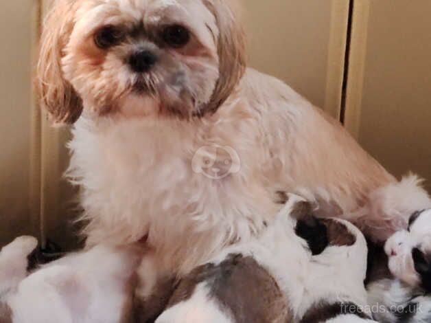 Beautiful Shih Tzu Puppies for sale in Wigan, Greater Manchester