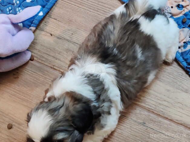 Beautiful Shih Tzu Puppies for sale in Wigan, Greater Manchester - Image 2