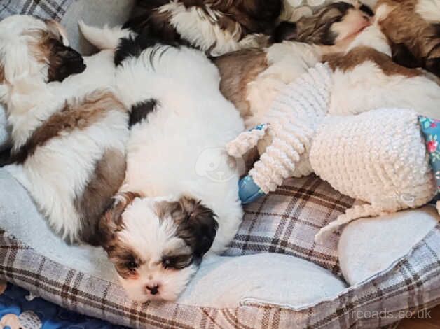 Beautiful Shih Tzu Puppies for sale in Wigan, Greater Manchester - Image 3