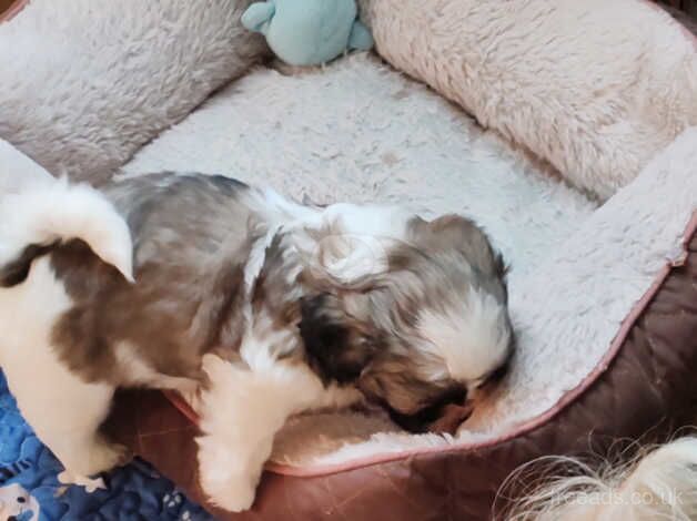 Beautiful Shih Tzu Puppies for sale in Wigan, Greater Manchester - Image 4