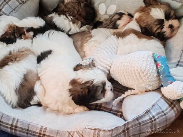 Beautiful Shih Tzu Puppies for sale in Wigan, Greater Manchester - Image 5