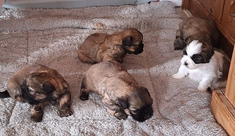 Beautiful Shih Tzu X Puppies for sale in Wisbech, Cambridgeshire