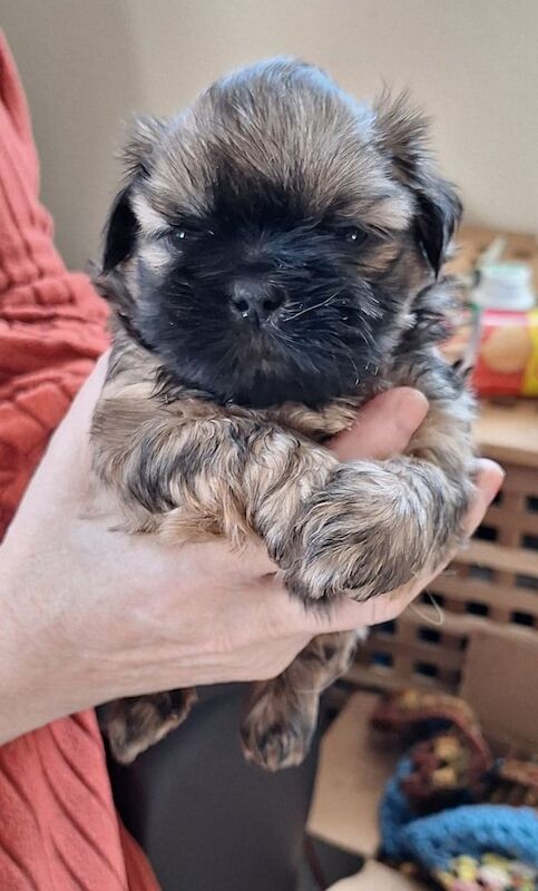 Beautiful Shih Tzu X Puppies for sale in Wisbech, Cambridgeshire - Image 2