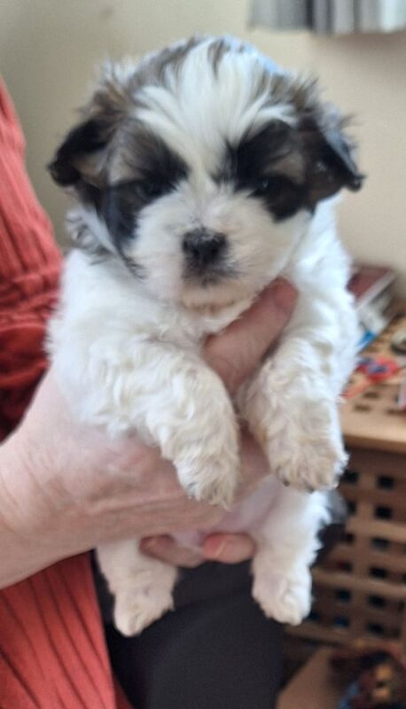 Beautiful Shih Tzu X Puppies for sale in Wisbech, Cambridgeshire - Image 3