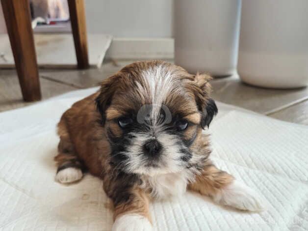 Beautiful shih tzus puppies for sale in Stoke-on-Trent, Staffordshire