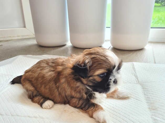 Beautiful shih tzus puppies for sale in Stoke-on-Trent, Staffordshire - Image 2