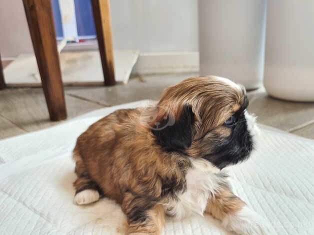 Beautiful shih tzus puppies for sale in Stoke-on-Trent, Staffordshire - Image 3