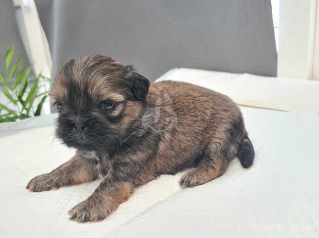 Beautiful shih tzus puppies for sale in Stoke-on-Trent, Staffordshire - Image 5