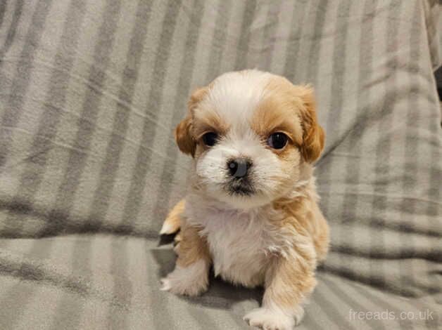 Beautiful Shihtzu girl and boy available for sale in Darlington, County Durham