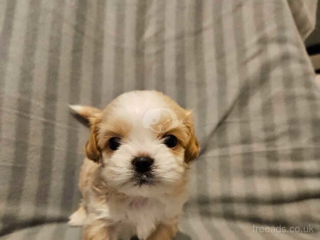 Beautiful Shihtzu girl and boy available for sale in Darlington, County Durham - Image 2