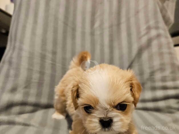 Beautiful Shihtzu girl and boy available for sale in Darlington, County Durham - Image 3