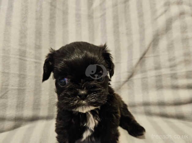 Beautiful Shihtzu girl and boy available for sale in Darlington, County Durham - Image 4