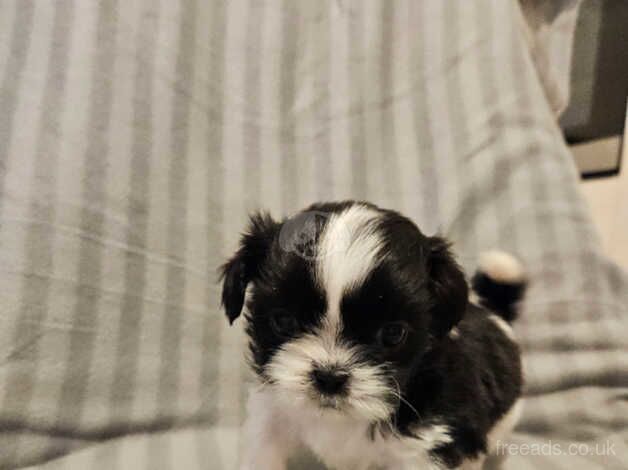 Beautiful Shihtzu girl and boy available for sale in Darlington, County Durham - Image 5