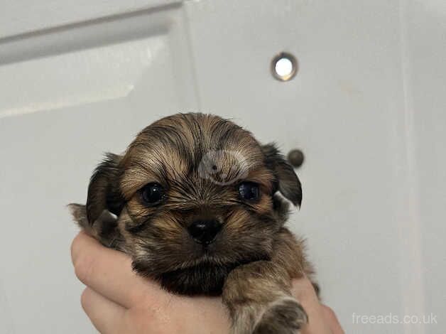 Beautiful shihzu puppies ready 30/08 for sale in Colchester, Essex