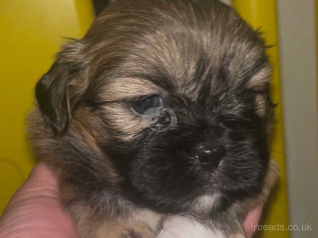 Beautiful shihzu puppies ready 30/08 for sale in Colchester, Essex - Image 2