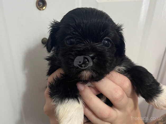 Beautiful shihzu puppies ready 30/08 for sale in Colchester, Essex - Image 3