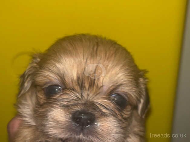 Beautiful shihzu puppies ready 30/08 for sale in Colchester, Essex - Image 4