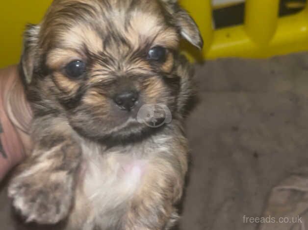 Beautiful shihzu puppies ready 30/08 for sale in Colchester, Essex - Image 5