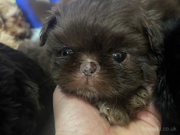 Beautiful shihzuS ready 18th Nov for sale in Colchester, Essex