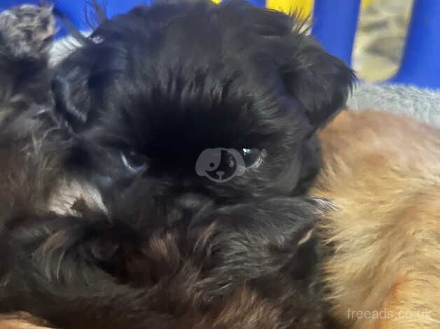 Beautiful shihzuS ready 18th Nov for sale in Colchester, Essex - Image 3