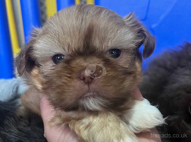 Beautiful shihzuS ready 18th Nov for sale in Colchester, Essex - Image 4