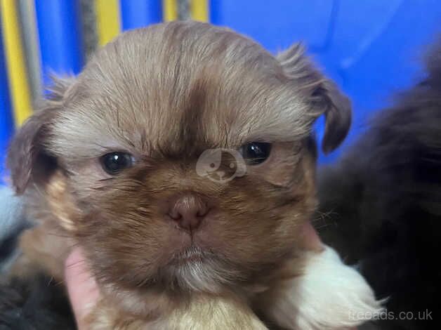 Beautiful shihzuS ready 18th Nov for sale in Colchester, Essex - Image 5