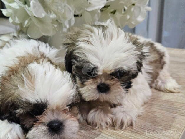 Beautiful Shitzu Puppies For Sale Ready to Leave Now for sale in Rochdale, Greater Manchester - Image 1