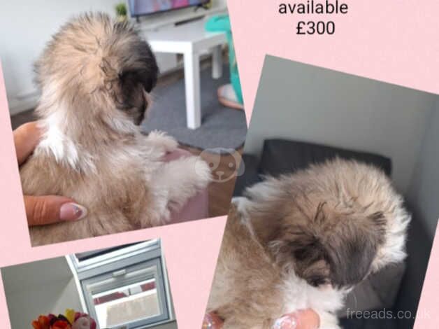 Beautiful tiny Shih tzu for sale in Newry and Mourne