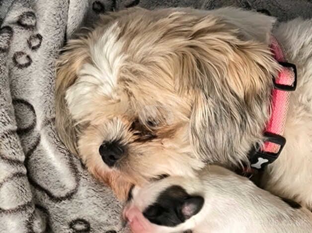 Beautiful tricolour Shihtzu puppies for sale in Loughborough, Leicestershire